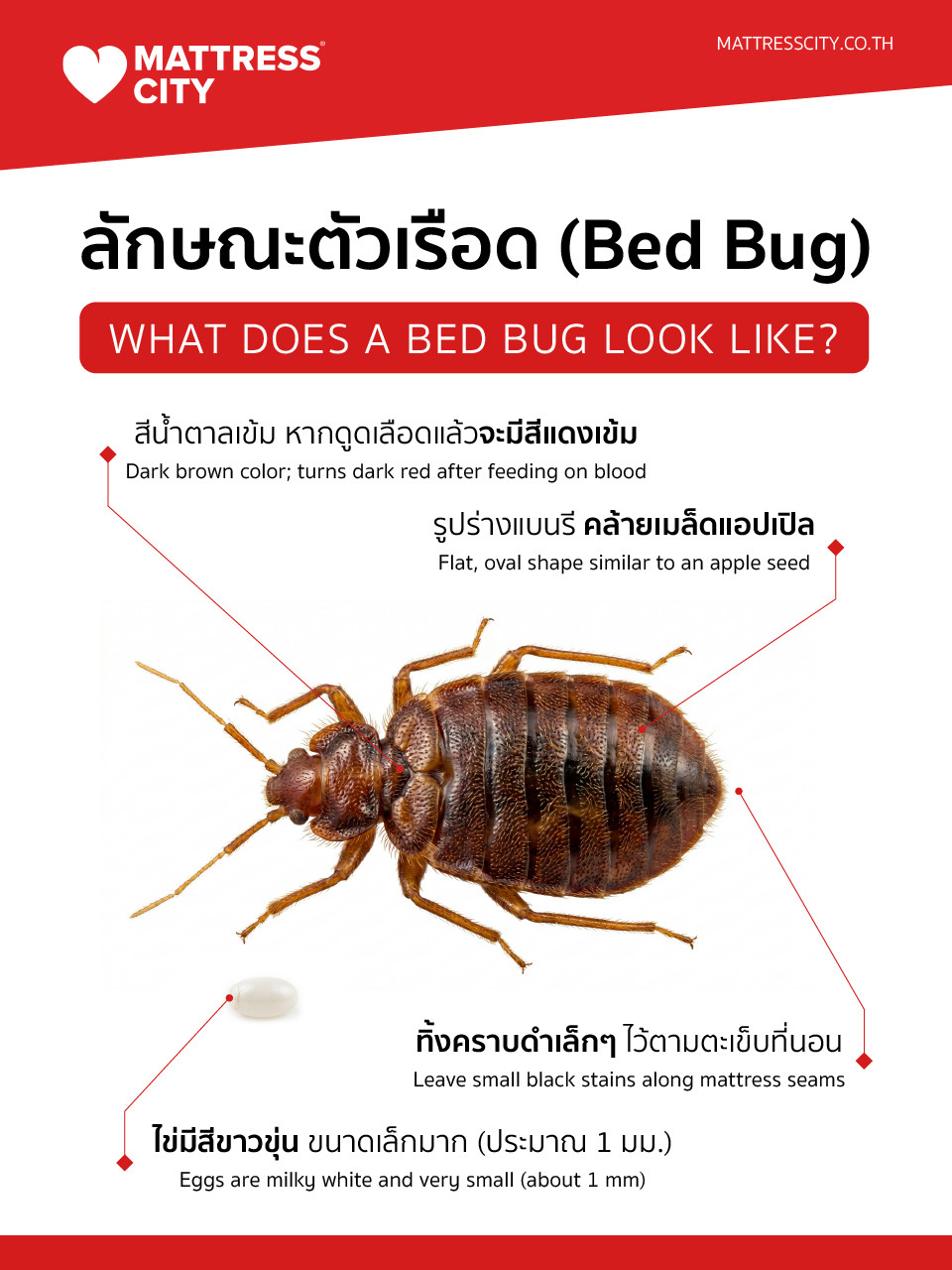 ลักษณะตัวเรือด